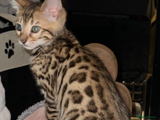 Bengal cats Beautiful bengals - Advert 11