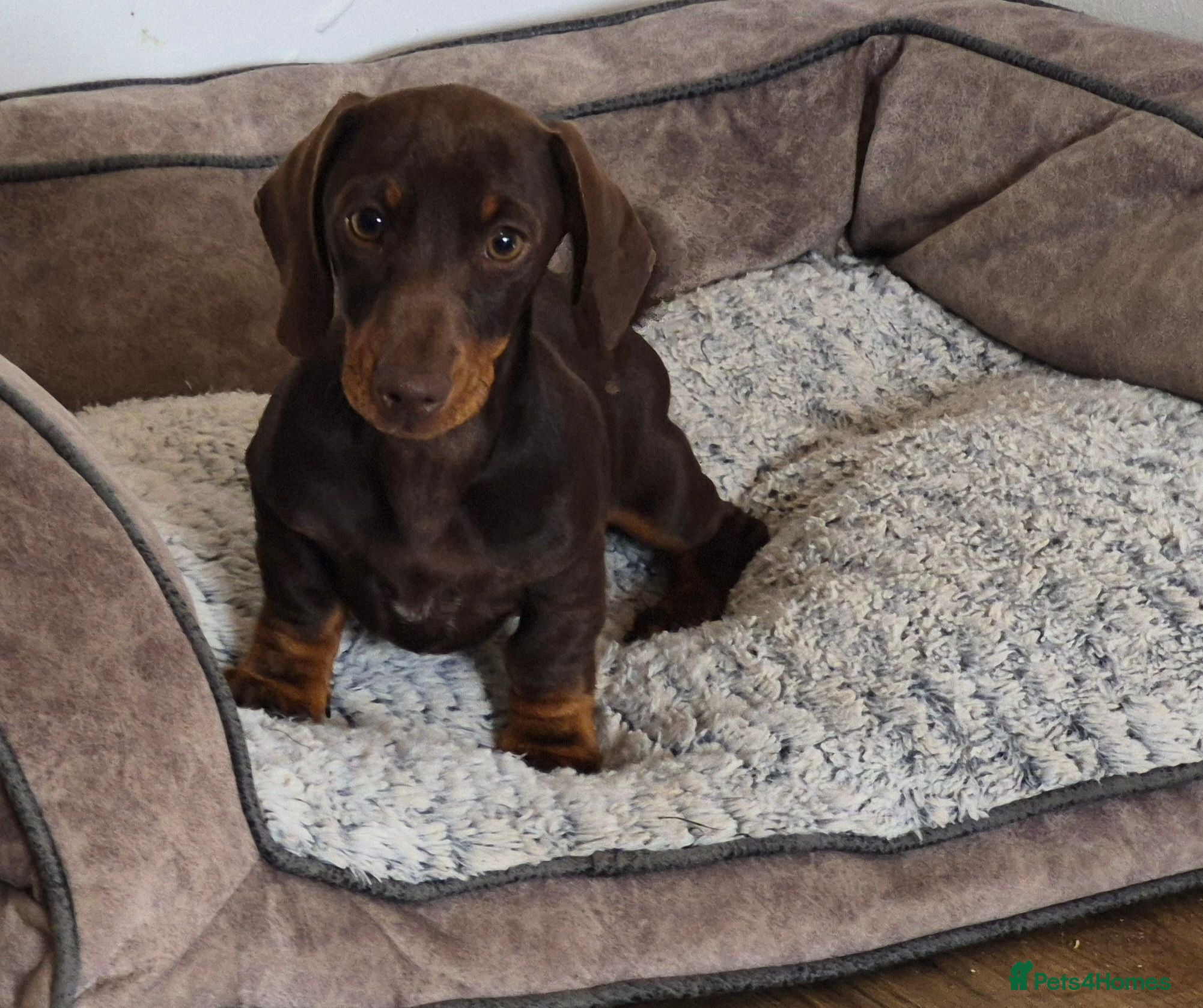Miniature Dachshund dogs KC REGISTERED QUALITY PUPS  - Advert 3