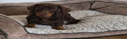 Miniature Dachshund dogs for sale: KC REGISTERED QUALITY PUPS  - Advert 2