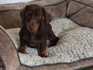 Miniature Dachshund dogs KC REGISTERED QUALITY PUPS - Advert 3