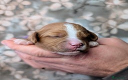 Cavapoo dogs for sale: ❤️F1 CAVAPOO BABIES❤️ HEALTH TESTED PARENTS!🐩 - Advert 5