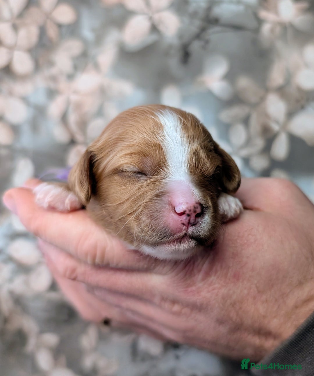 Cavapoo dogs for sale: ❤️F1 CAVAPOO BABIES❤️ HEALTH TESTED PARENTS!🐩 - Advert 5