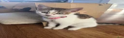 Domestic Shorthair cats for sale: 🐱 Loving kitten Looking for a New Home 🏡 - Advert 4