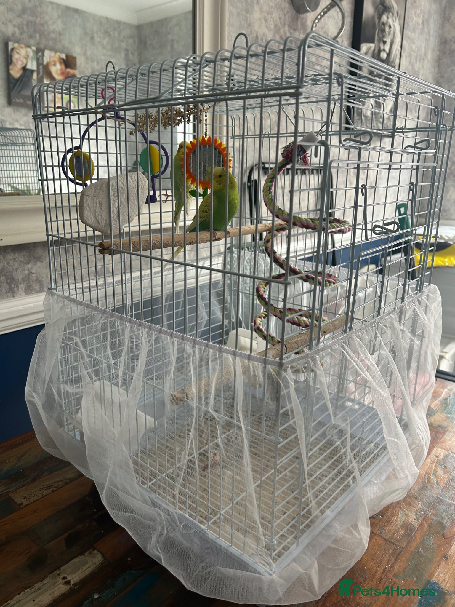 Budgerigars birds for sale: 2 female baby budgies  in Enfield - Advert 2