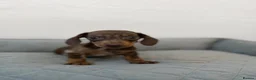 Dachshund dogs for sale: Miniature Dachshund  - Advert 9
