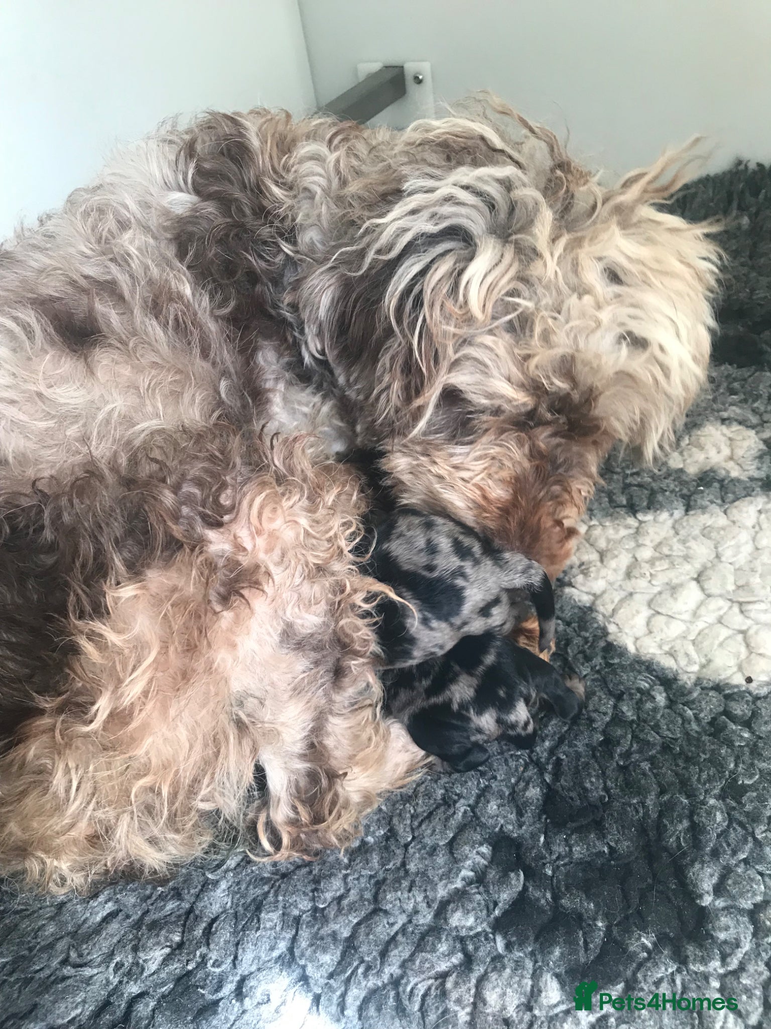 Cockapoo dogs F1b health tested cockapoo babies  - Advert 1