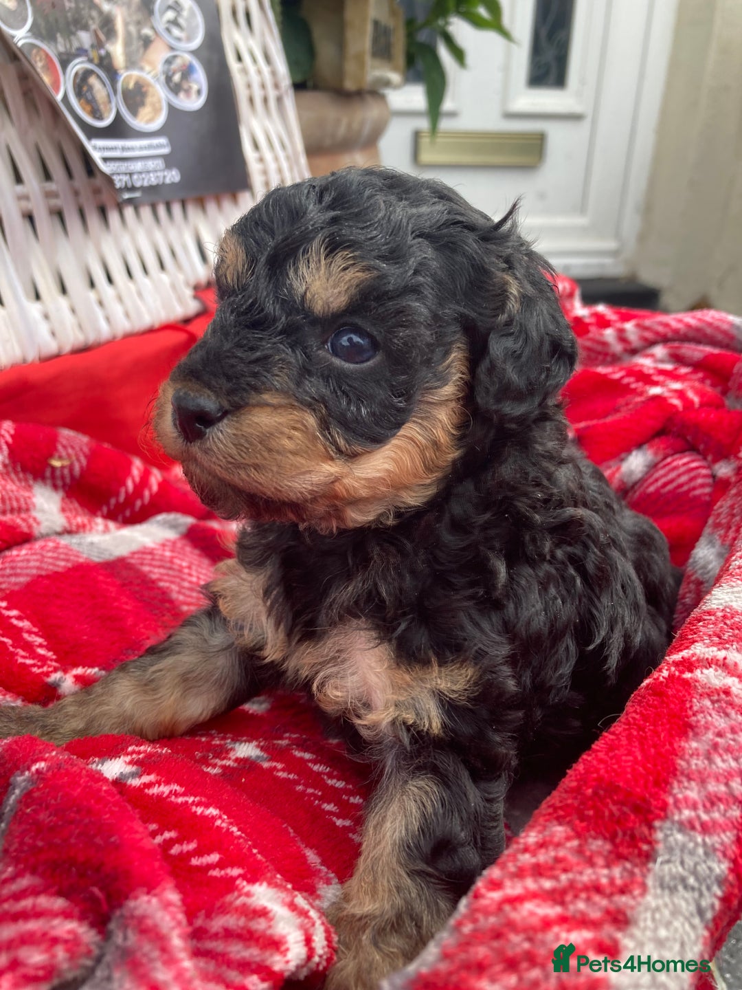 Cavapoo dogs for sale: Female Health tested Phantom Toy cavapoo  - Image 16