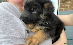 German Shepherd dogs for sale: BEAUTIFUL GERMAN SHEPHERD PUPPIES 😍 - Image 6
