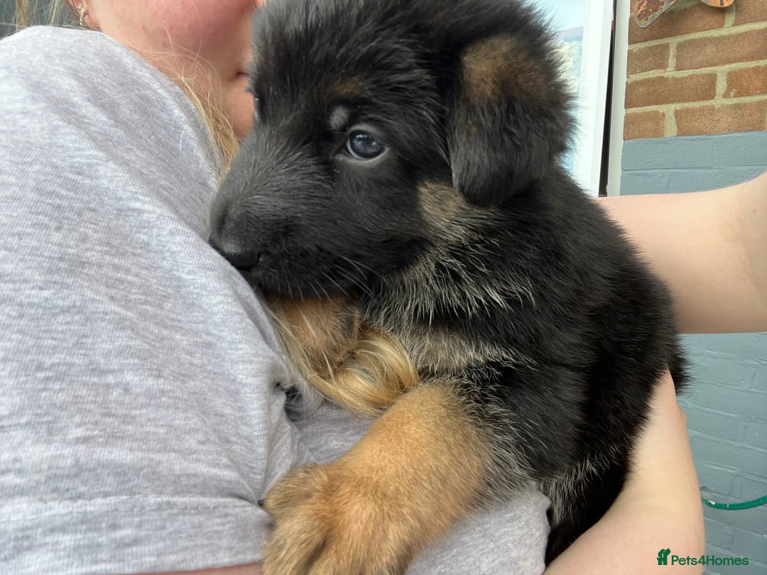 German Shepherd dogs for sale: BEAUTIFUL GERMAN SHEPHERD PUPPIES 😍 - Image 6