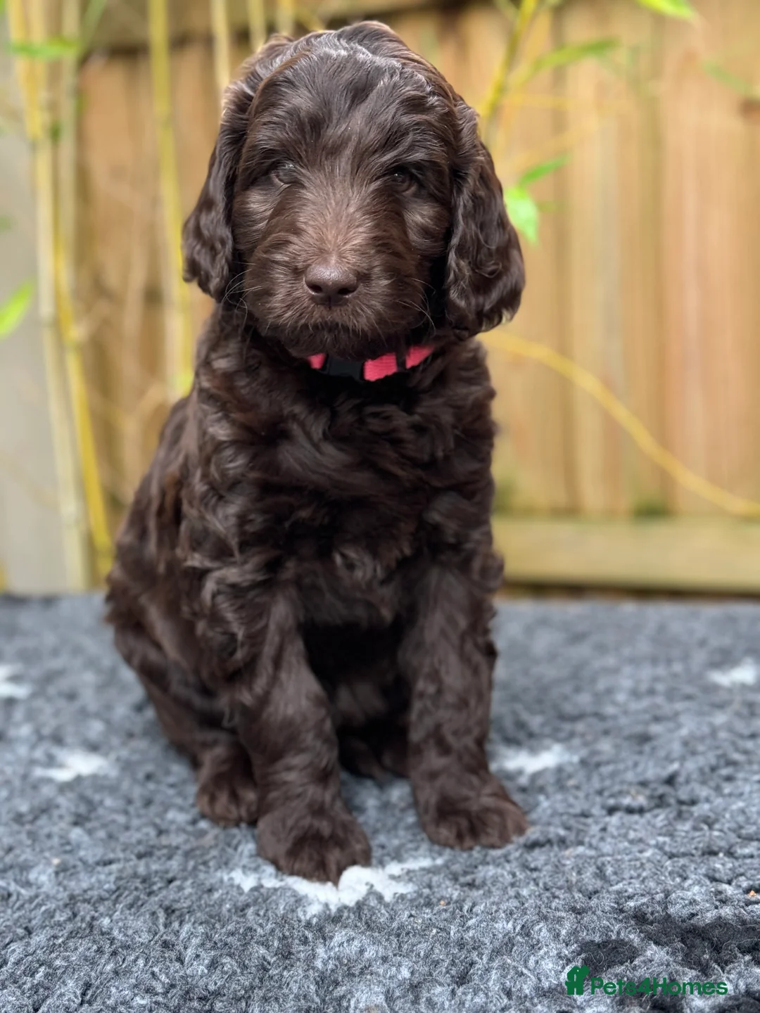 Labradoodle dogs for stud: F4 Standard Labradoodle (Fully Health Tested) - Advert 10