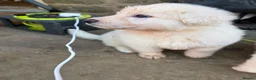 German Shepherd dogs for sale: Outstanding KC White long haired GSD pups  - Advert 20