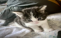 Mixed Breed cats for sale: 3 Fluffy Ragdoll X Kittens available!! - Image 10