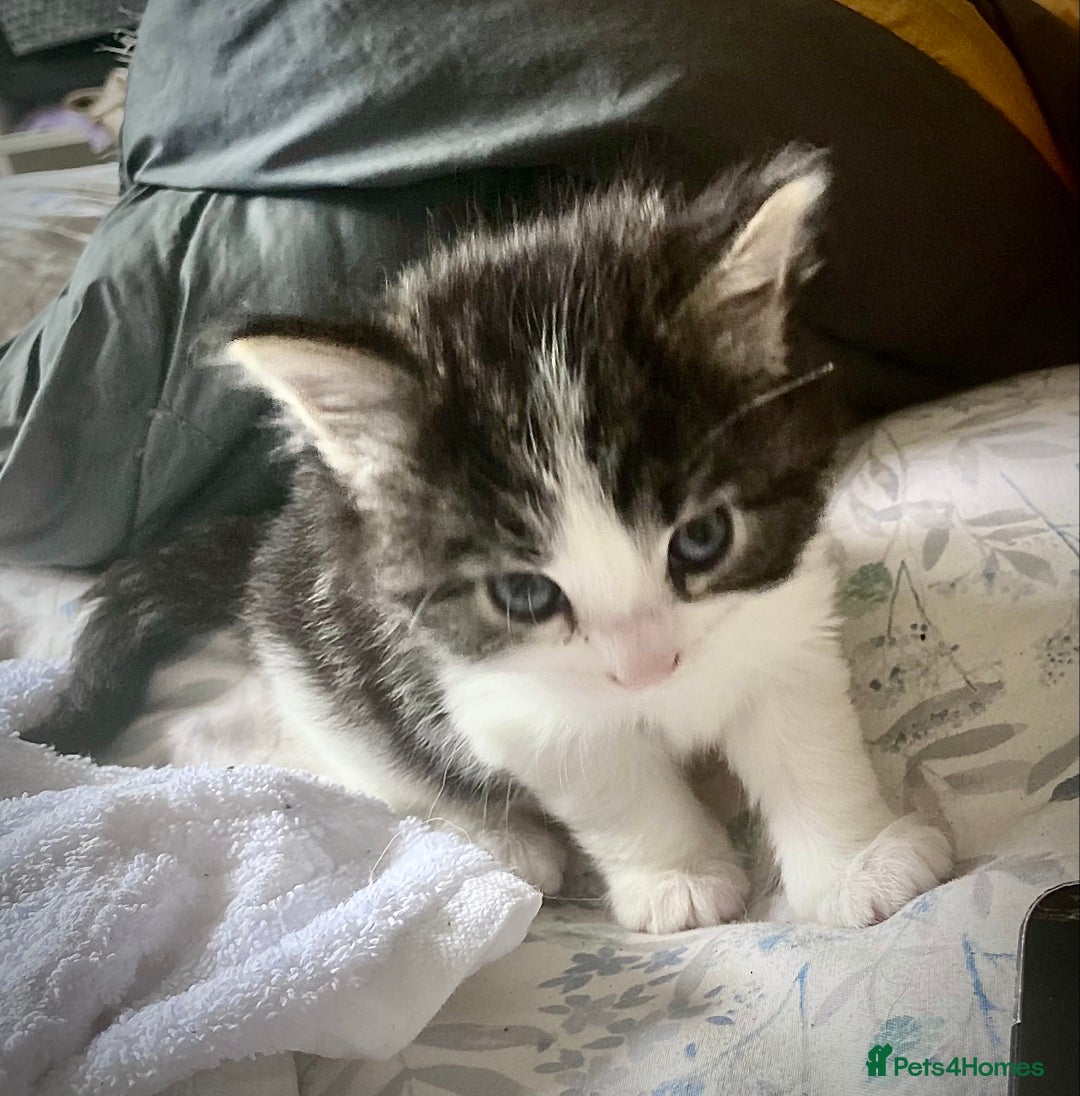 Mixed Breed cats for sale: 3 Fluffy Ragdoll X Kittens available!! - Image 10