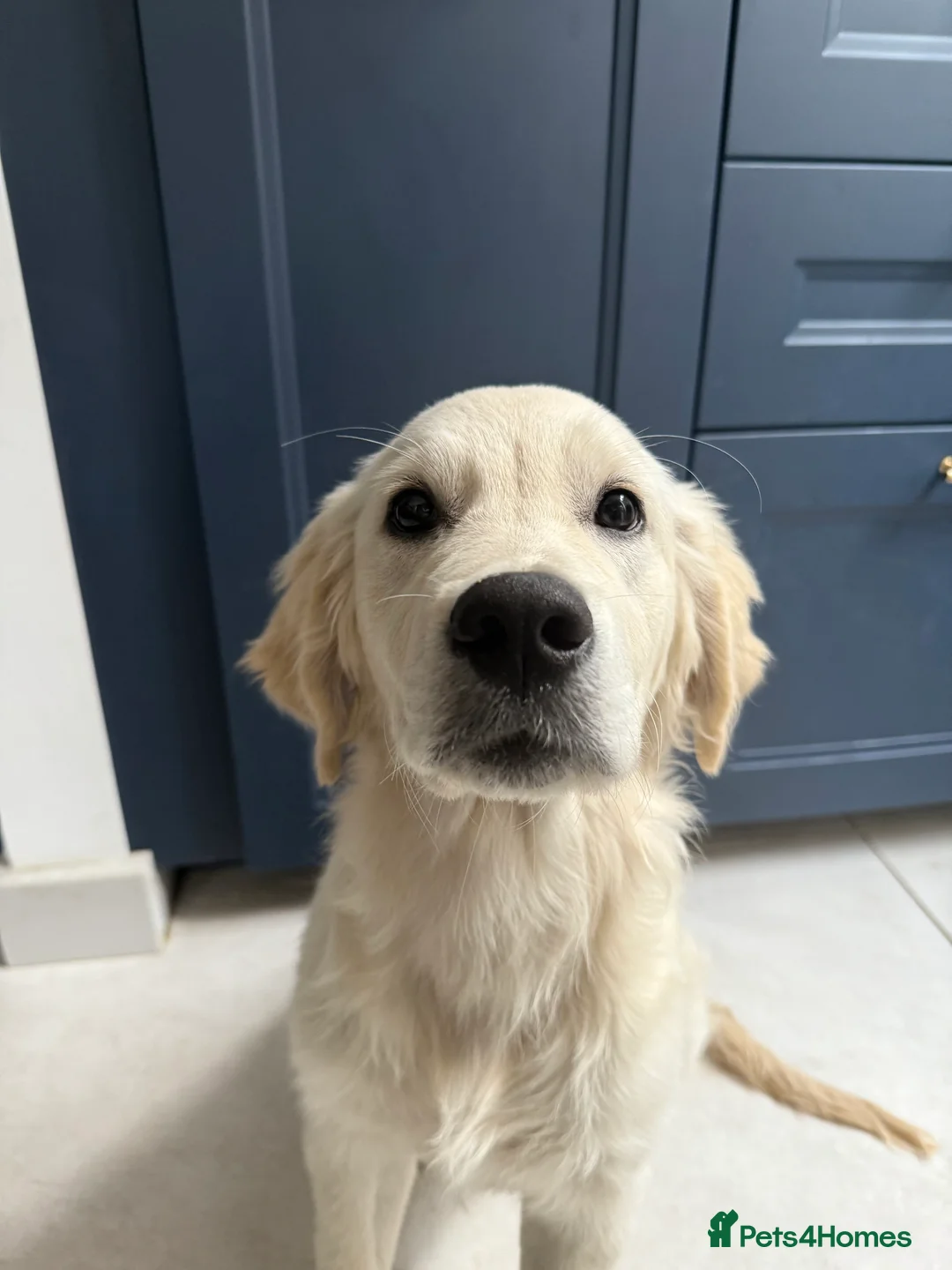 Golden Retriever dogs for sale: KC registered golden retriever - maggie 9 months - Advert 1