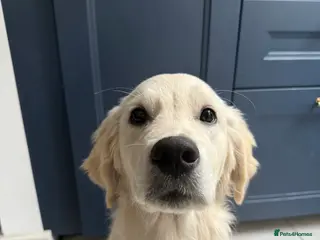 Golden Retriever dogs KC registered golden retriever - maggie 9 months - Advert 1