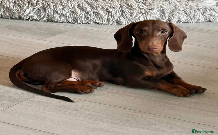 Miniature Dachshund dogs - Advert 2