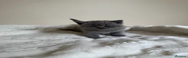 British Shorthair Kitten 3