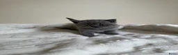 British Shorthair cats for sale: Adorable British Shorthair Kittens  in Coventry - Advert 5