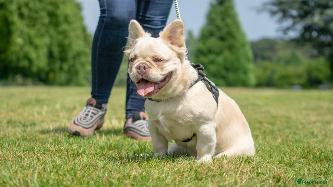 French Bulldog dogs for stud: Affordable High Quality, Dna Fluffy Frenchie Studs - Image 3