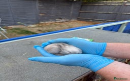 Lionhead rabbits for sale: 4x beautiful lion head bunnies for sale - Image 8