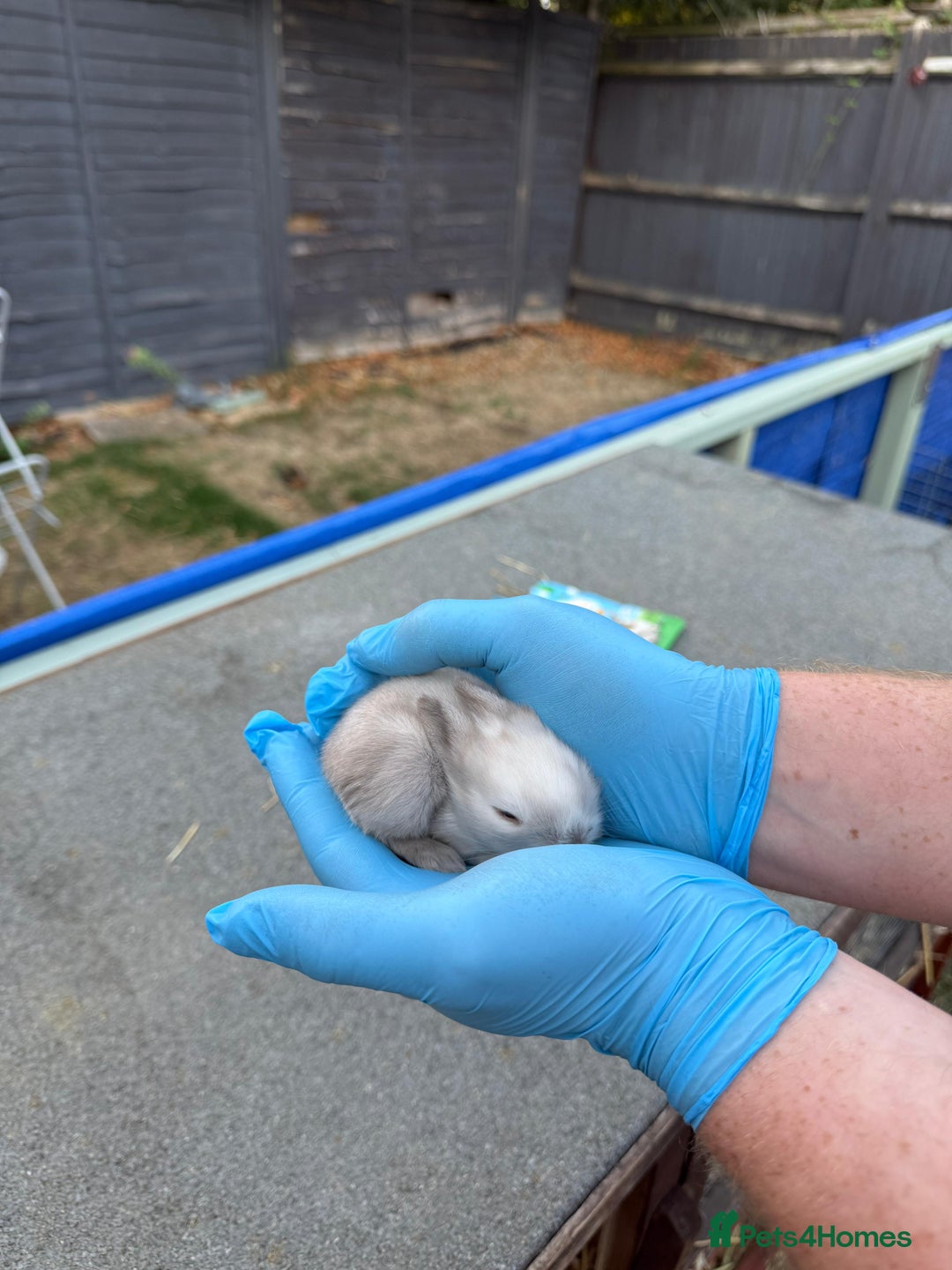 Lionhead rabbits for sale: 4x beautiful lion head bunnies for sale - Image 8