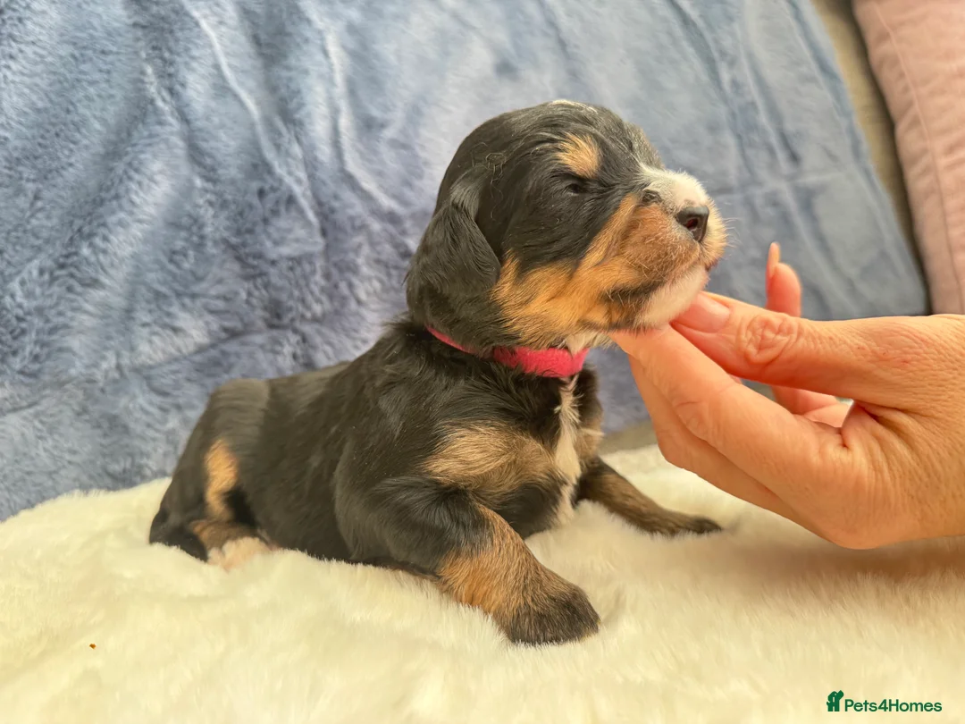 Bernedoodle dogs for sale: Gorgeous Bernedoodle puppies 🖤 - Advert 25