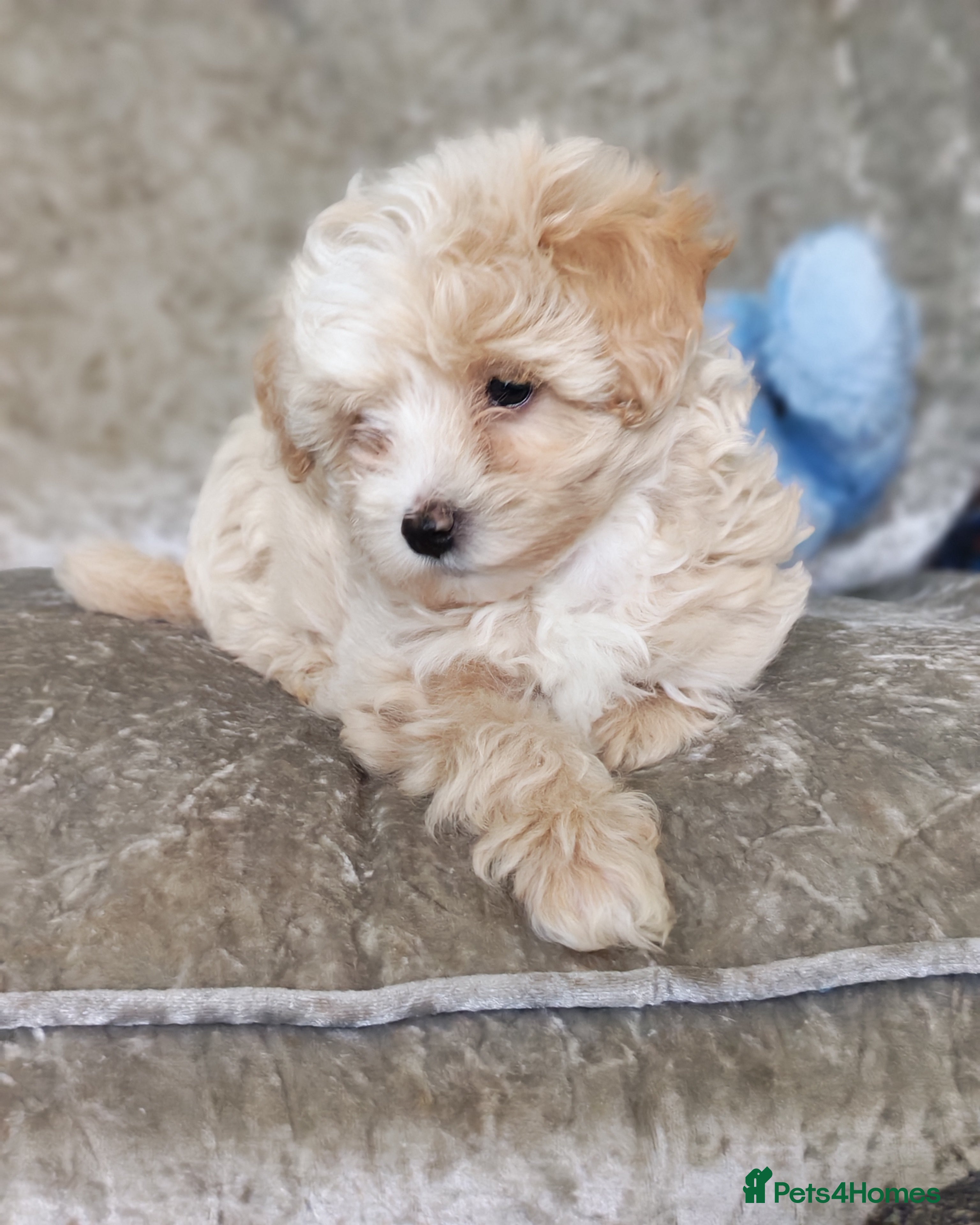 Maltipoo dogs F1 Maltpoo From Quality Champion KC's Health Tests - Advert 17