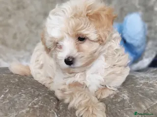 Maltipoo dogs F1 Maltpoo From Quality Champion KC's Health Tests - Advert 17