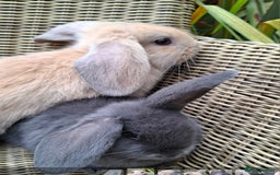 Mini Lop rabbits for sale: Baby mini lops ready to be reserved  - Image 2