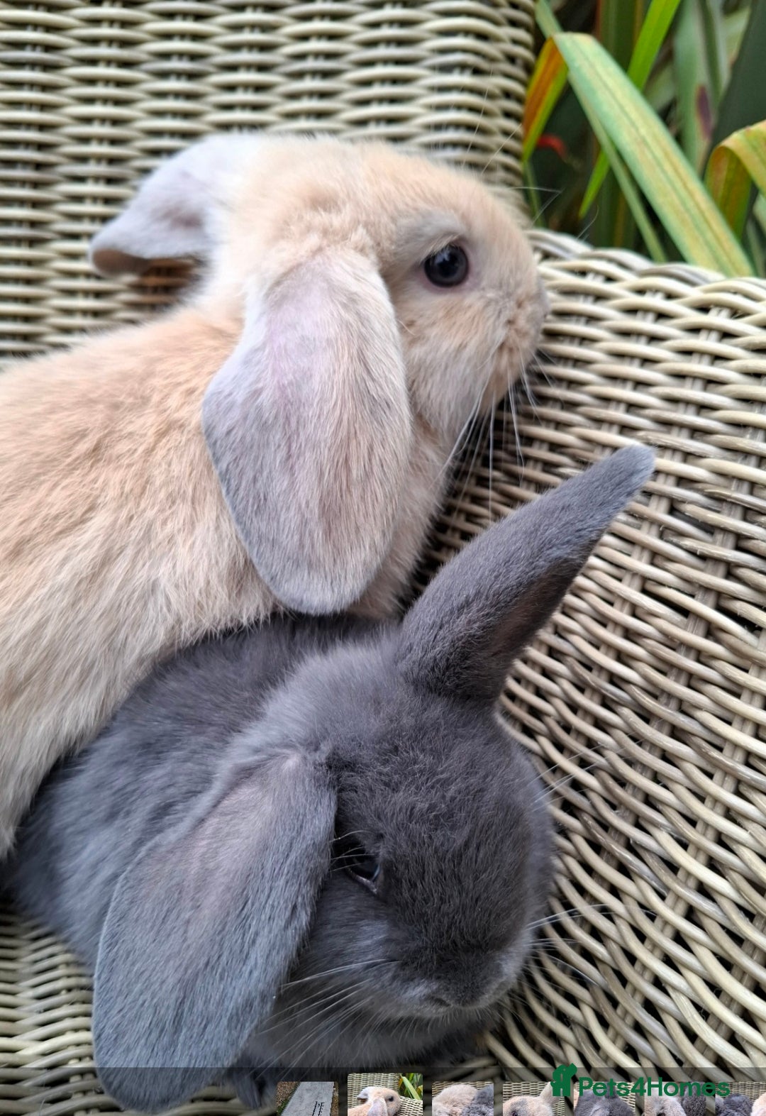 Mini Lop rabbits for sale: Baby mini lops ready to be reserved  - Image 2