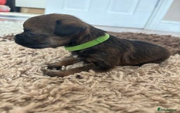 Border Terrier dogs for sale: Border terrier pups - Image 18
