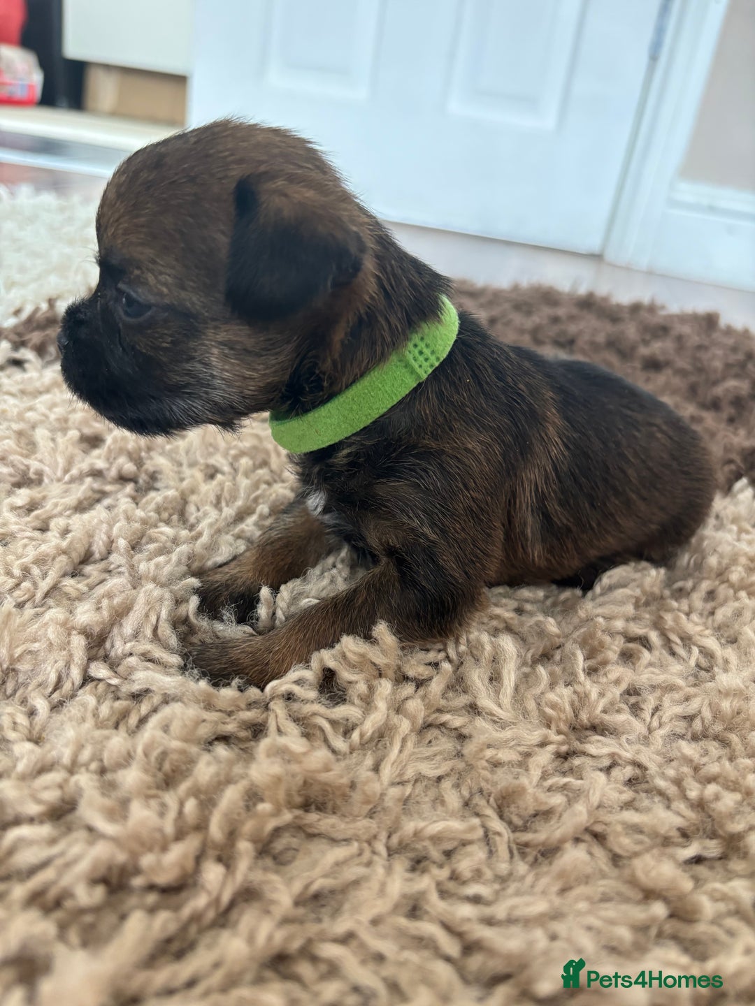Border Terrier dogs for sale: Border terrier pups - Image 18
