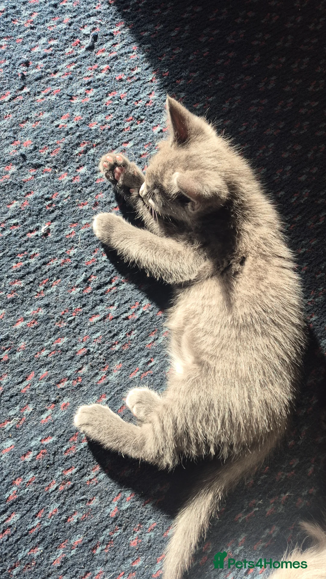 Mixed Breed cats for sale: Kitten  - Advert 2