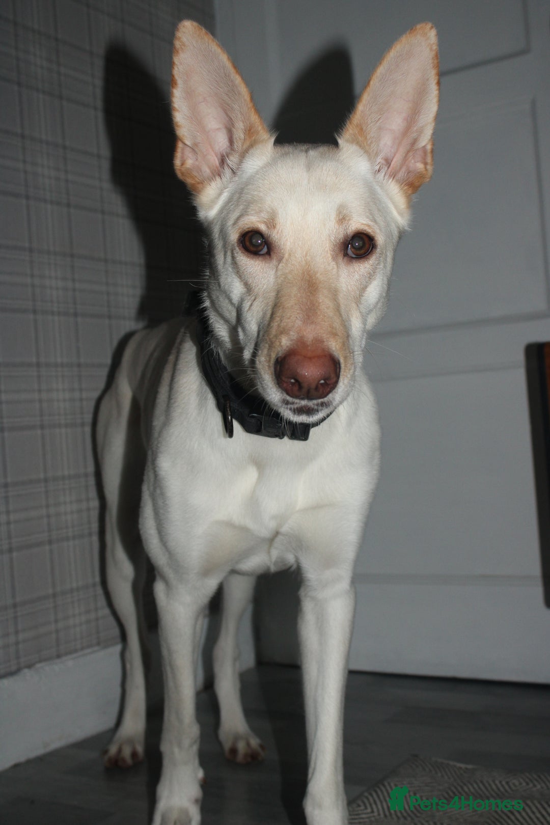 Belgian Shepherd Dog dogs for sale: ZYLA - Belgian Malinois - Image 9