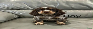 Cocker Spaniel 3