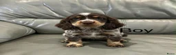 Cocker Spaniel dogs for sale: Cocker Spaniel Puppies Ready Now - Advert 7