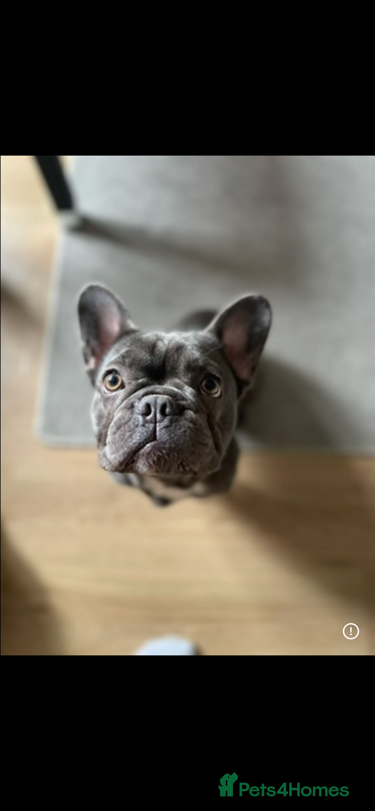 French Bulldog dogs Rehoming French bulldog  in Peterborough - Advert 3