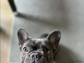 French Bulldog dogs Rehoming French bulldog in Peterborough - Advert 3