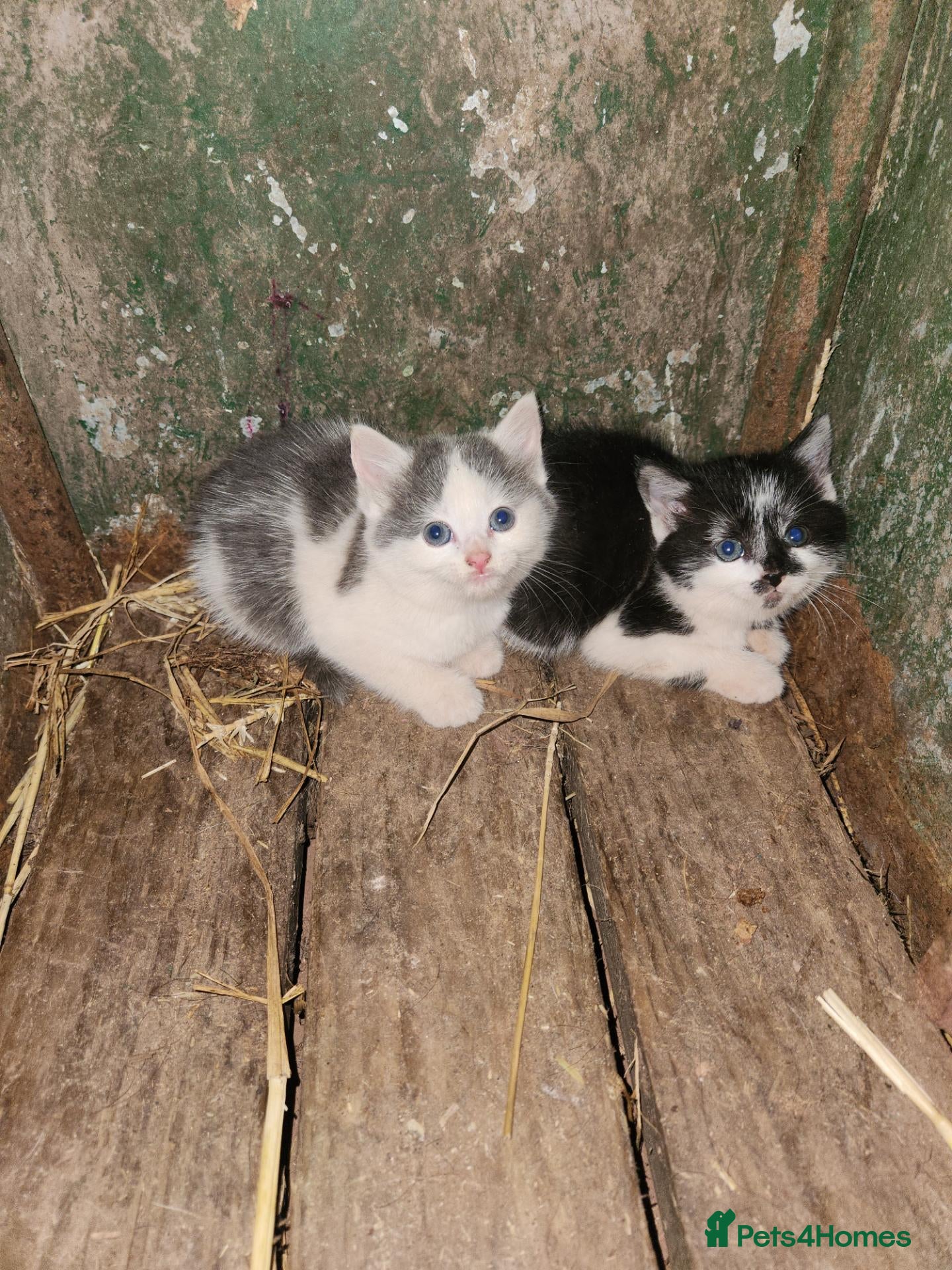 Mixed Breed cats Farm cats , as seen  - Advert 1