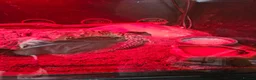 Leopard Gecko reptiles for sale: Leopard gecko for sale  in Doncaster - Advert 9