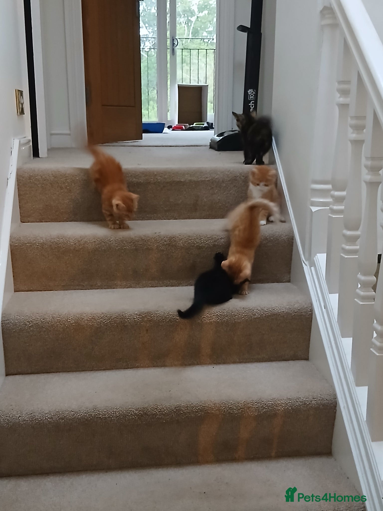 Mixed Breed cats for sale: 5 beautiful kittens - Advert 2