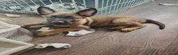 Mixed Breed dogs for sale: Belgian Malinois X Dutch Herder puppies.  - Advert 13