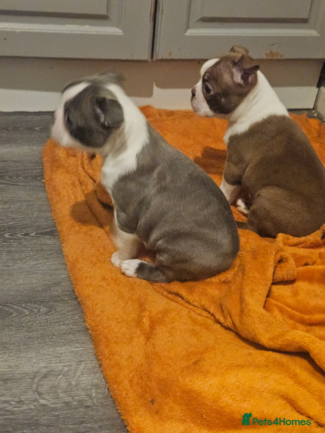 Boston Terrier dogs for sale: Stunning boston terrier puppies  - Advert 12
