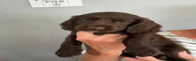 Cocker Spaniel 4