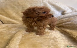 Toy Poodle dogs for sale: adorable toy poodle pups health tested  - Advert 13
