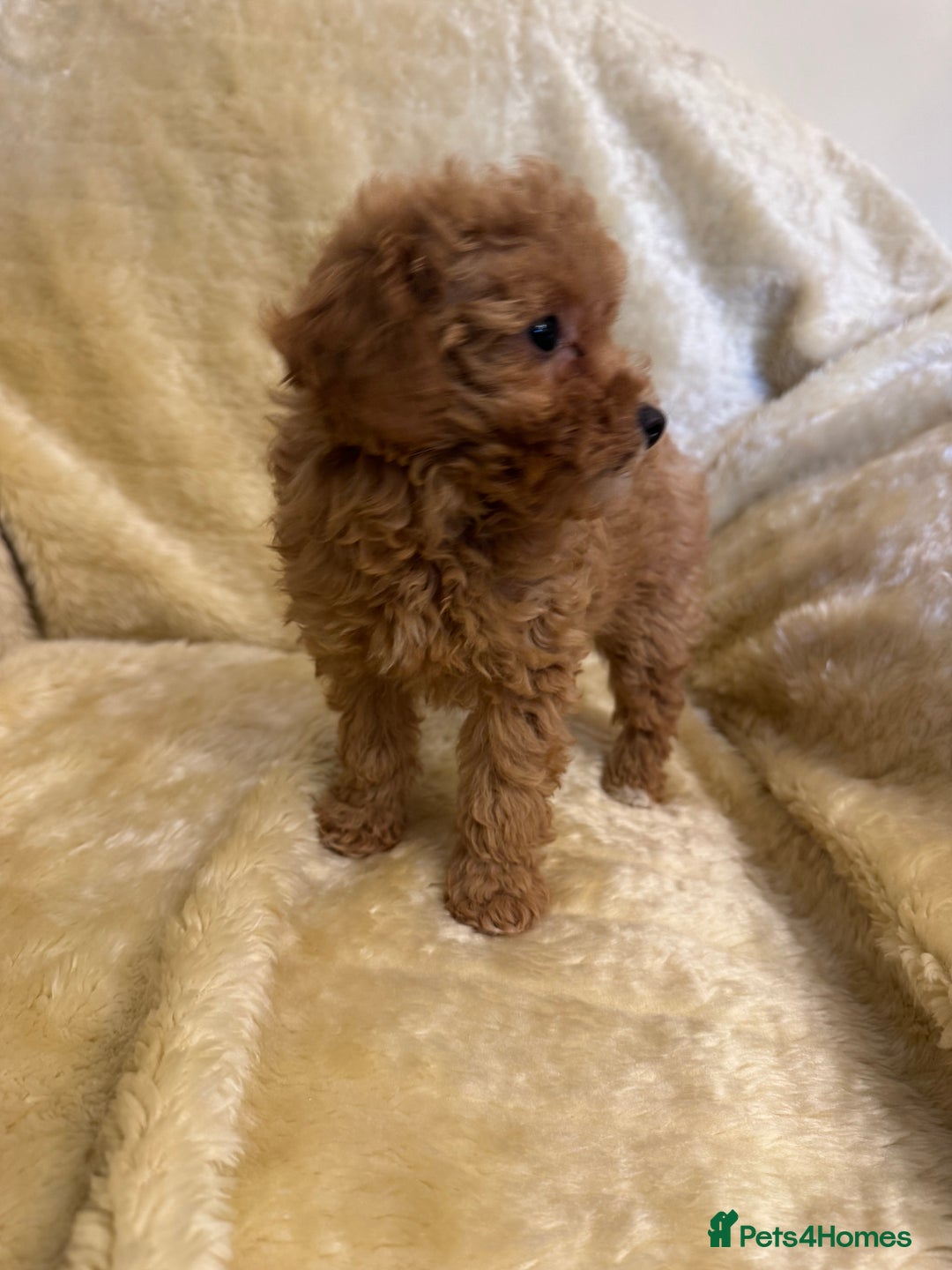 Toy Poodle dogs for sale: adorable toy poodle pups health tested  - Advert 13