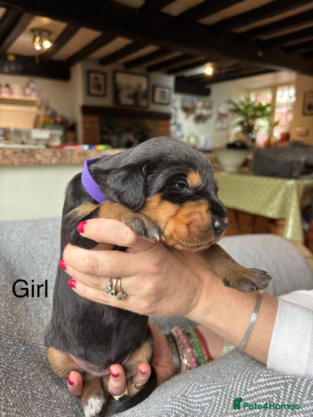 Mixed Breed dogs for sale: lurcher x Vizsla  - Image 11