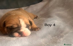 English Bulldog dogs for sale: Kc reg English bulldog puppies 🏴󠁧󠁢󠁥󠁮󠁧󠁿 - Image 12