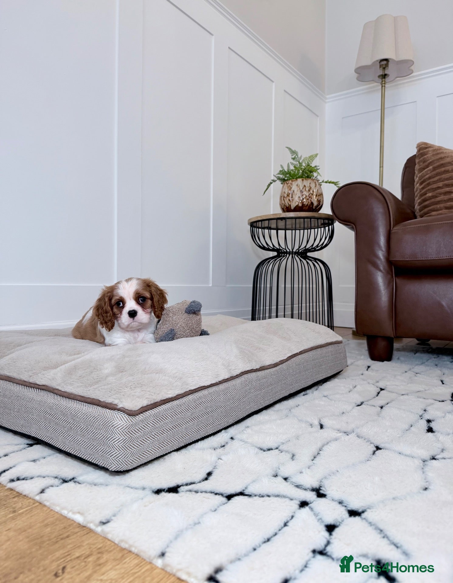 Cavalier King Charles Spaniel dogs Ready now, KC Cavalier King Charles Spaniel MALE.  - Advert 1