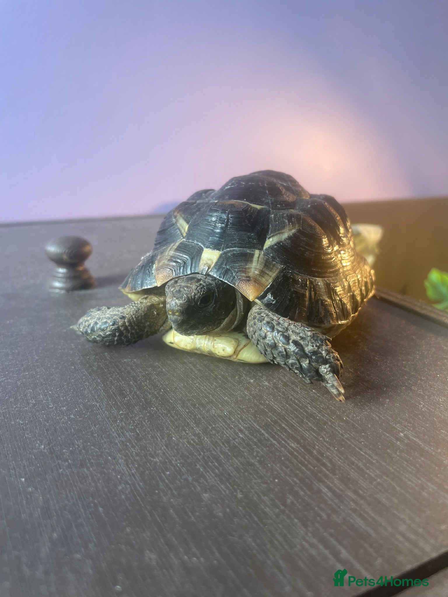Tortoise reptiles greek tortoise with house + accessories - Advert 1